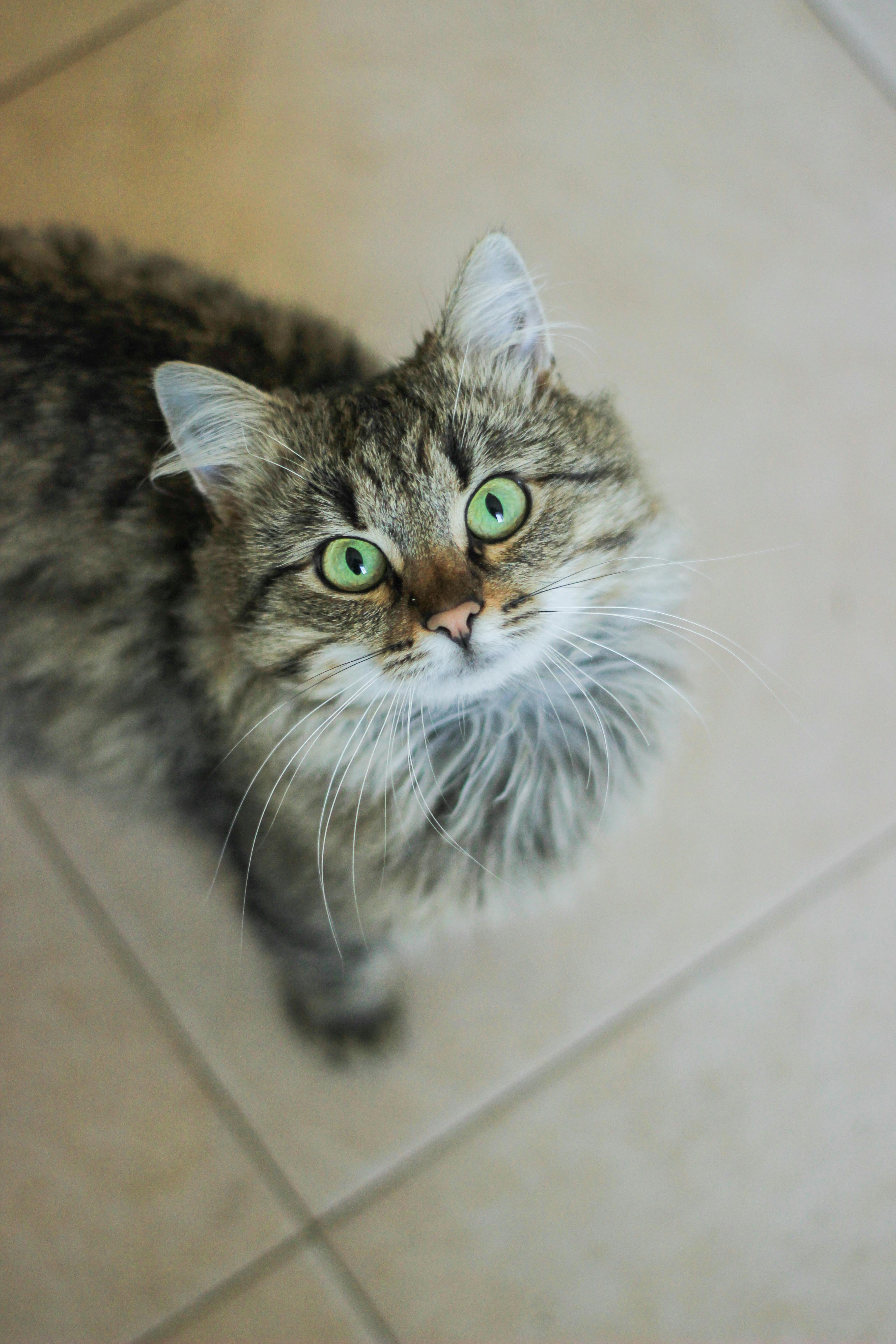 Artículos para gatos — LAIKA Blog