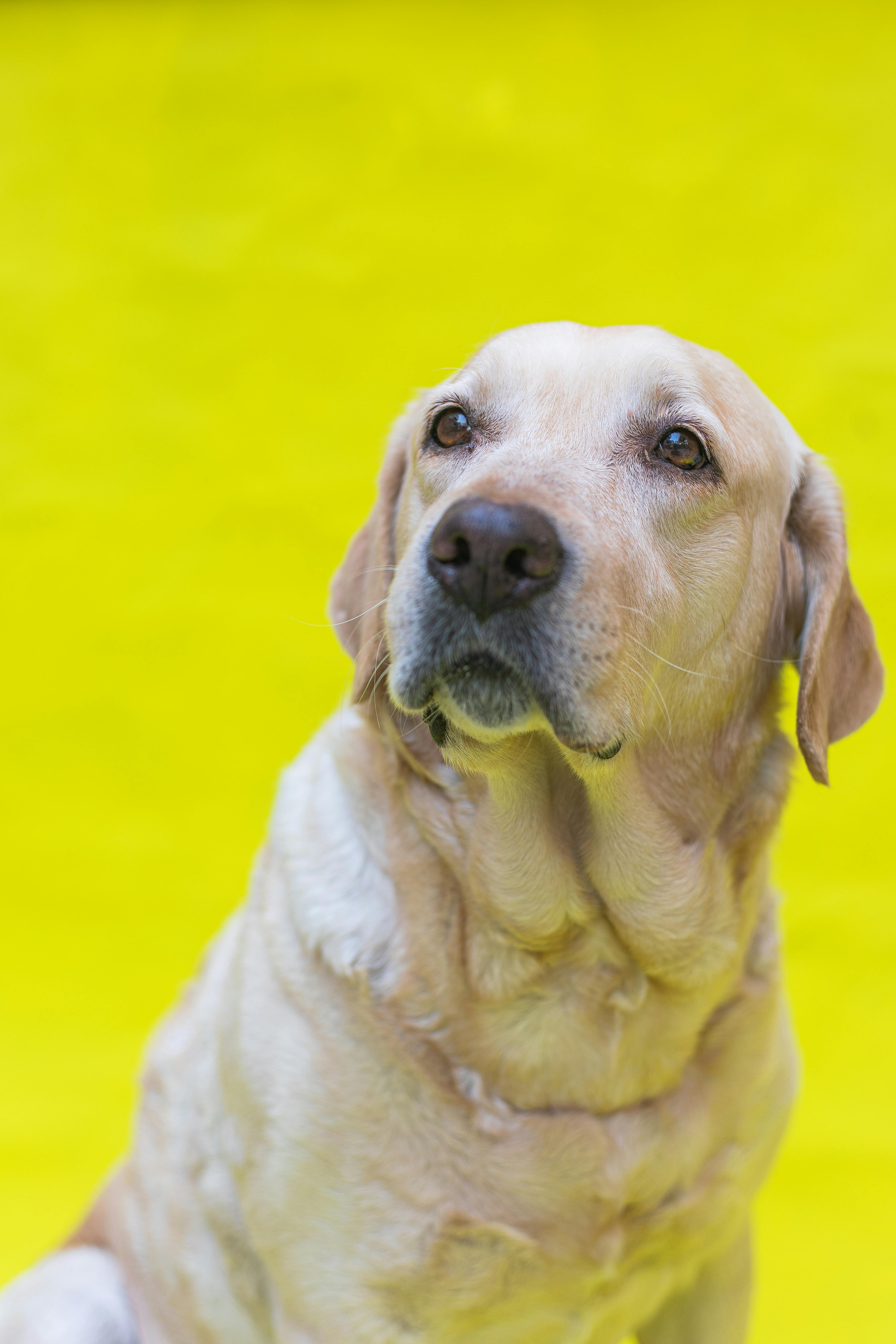 Artículos para perros — LAIKA Blog