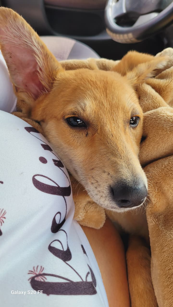 Frida durante su rehabilitación