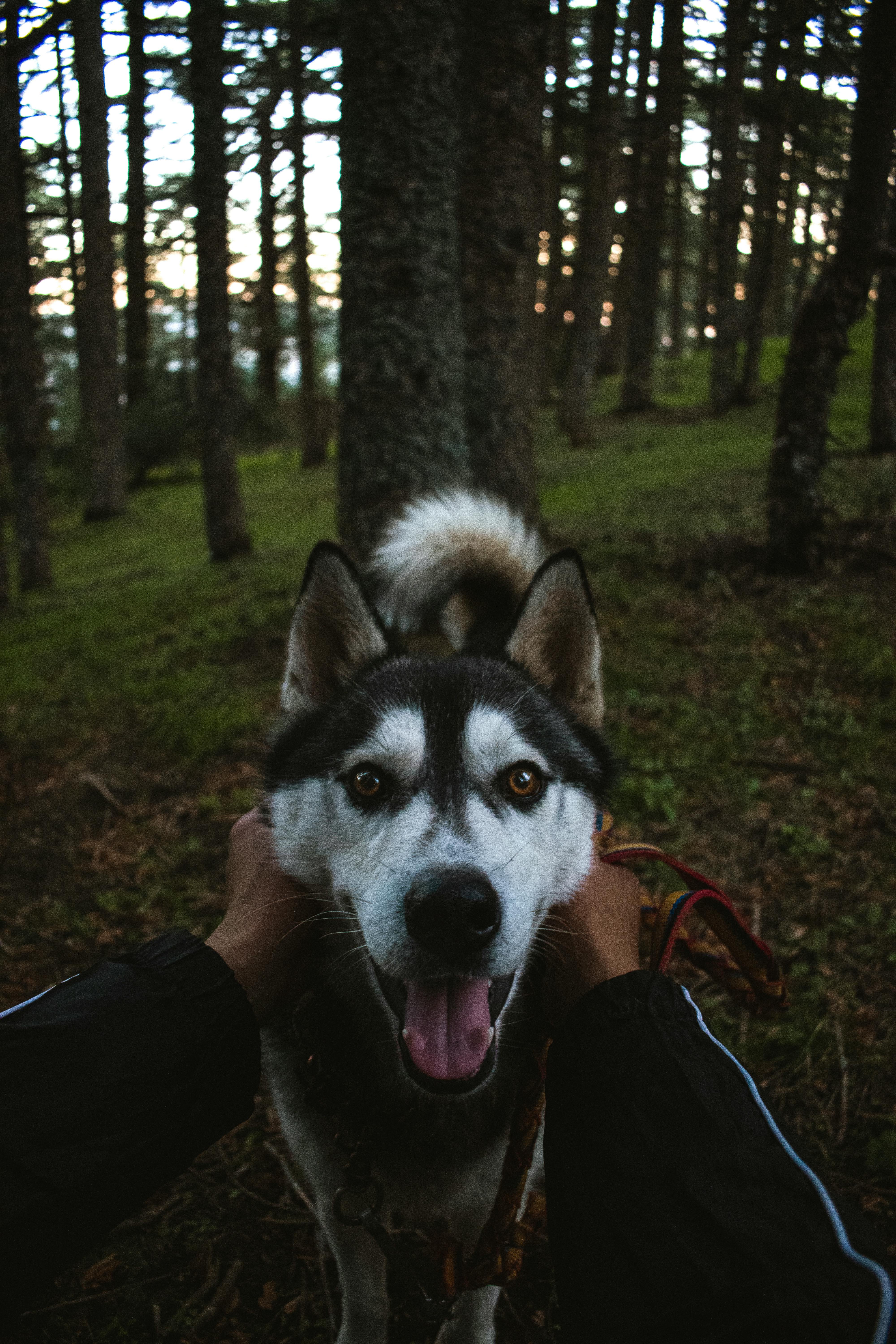Pet parent con su mascota
