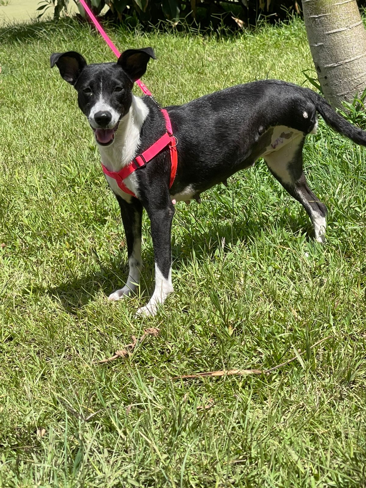 Nala hoy