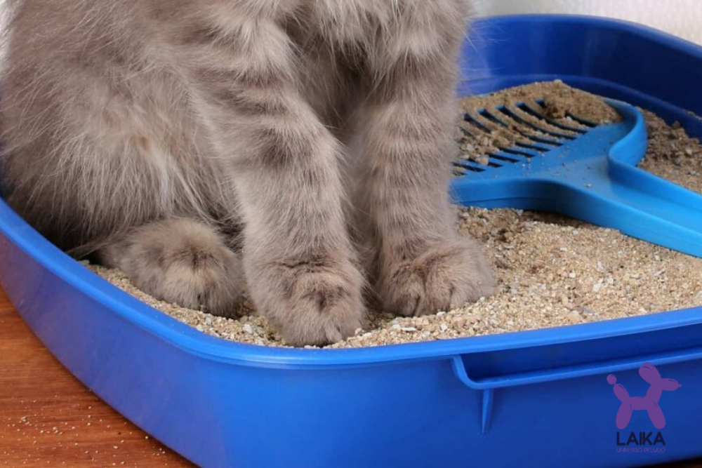 3 tipos de arena para gatos que debes conocer - Laika Blog