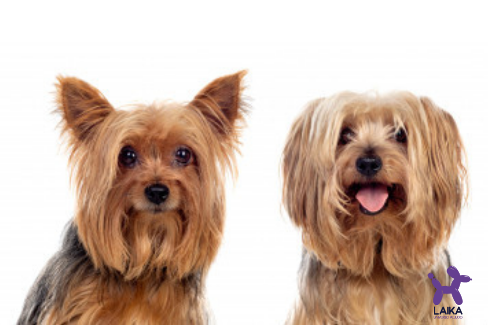 3 Tips de entrenamiento para perros de razas pequeñas