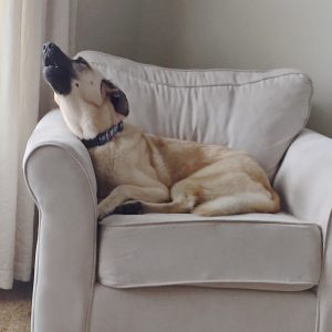 por qué aúllan los perros
