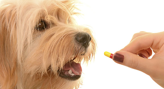 Desparasitación perros