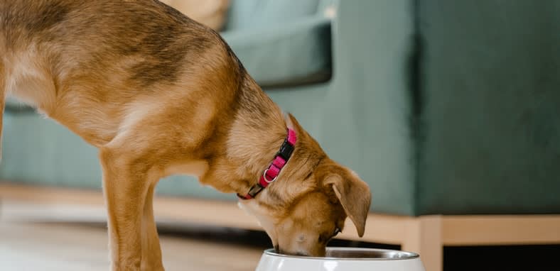 Conoce el alimento natural ideal para perros