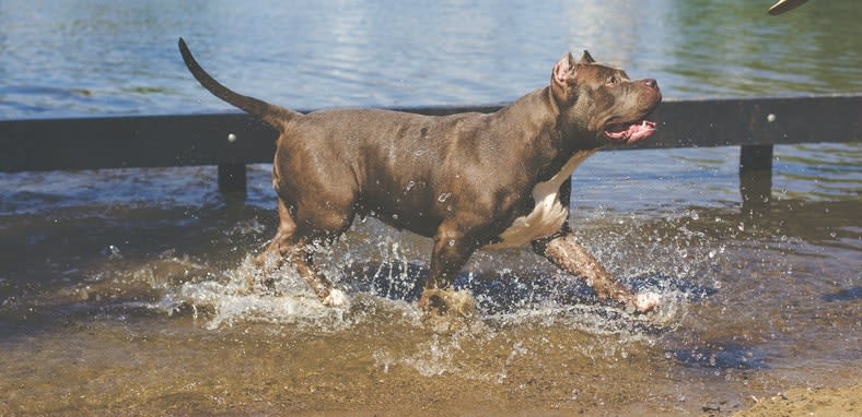 ¿Cómo entrenar un perro Pitbull?, cachorros y adultos