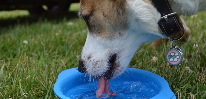 Conoce la importancia de la hidratación de las mascotas